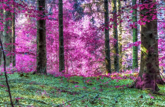 Beautiful pink and purple infrared panorama of a countryside landscape with a blue sky.