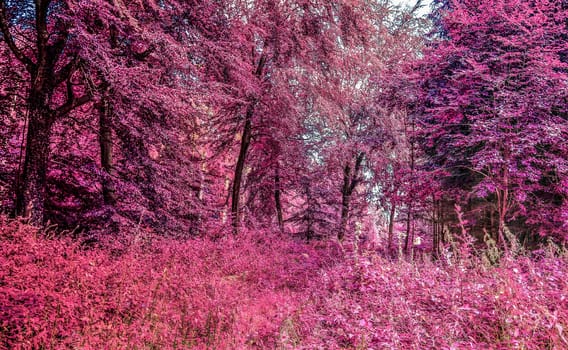 Beautiful pink and purple infrared panorama of a countryside landscape with a blue sky.