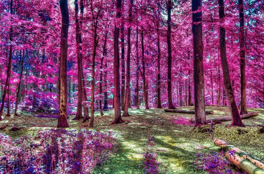 Beautiful pink and purple infrared panorama of a countryside landscape with a blue sky.