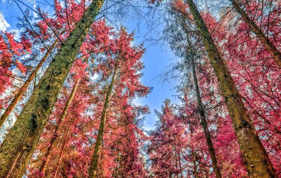 Beautiful pink and purple infrared panorama of a countryside landscape with a blue sky.