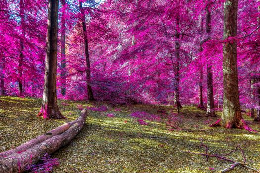 Beautiful pink and purple infrared panorama of a countryside landscape with a blue sky.