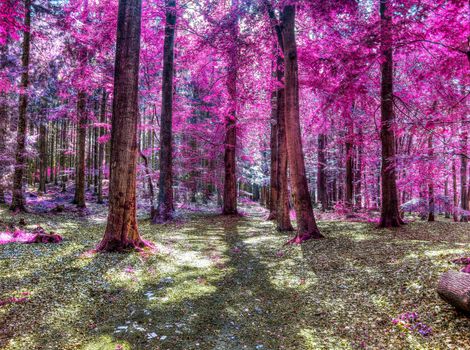 Beautiful pink and purple infrared panorama of a countryside landscape with a blue sky.