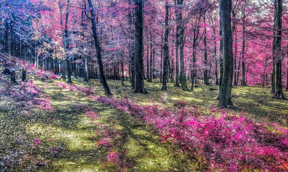 Beautiful pink and purple infrared panorama of a countryside landscape with a blue sky.