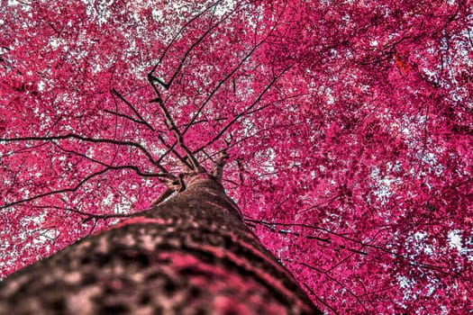 Beautiful pink and purple infrared panorama of a countryside landscape with a blue sky.