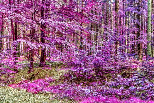 Beautiful pink and purple infrared panorama of a countryside landscape with a blue sky.