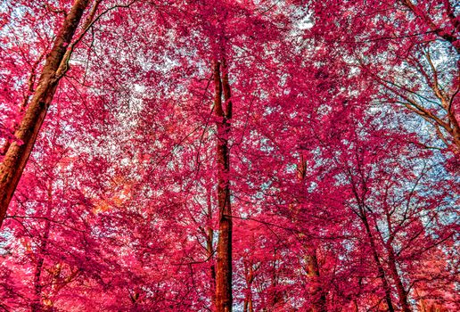 Beautiful pink and purple infrared panorama of a countryside landscape with a blue sky.