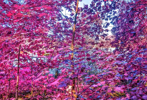 Beautiful pink and purple infrared panorama of a countryside landscape with a blue sky.