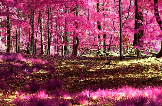 Beautiful pink and purple infrared panorama of a countryside landscape with a blue sky.