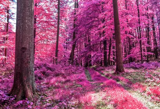 Beautiful pink and purple infrared panorama of a countryside landscape with a blue sky.