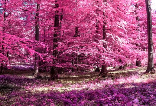 Beautiful pink and purple infrared panorama of a countryside landscape with a blue sky.