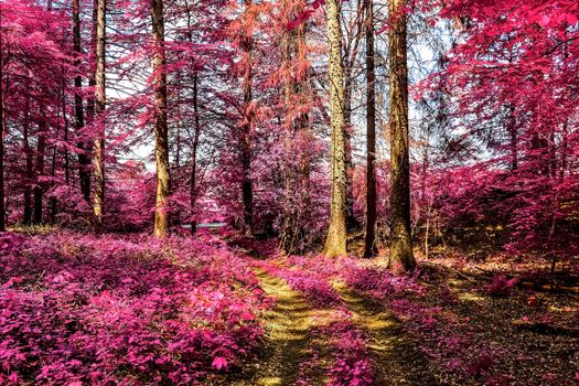 Beautiful pink and purple infrared panorama of a countryside landscape with a blue sky.