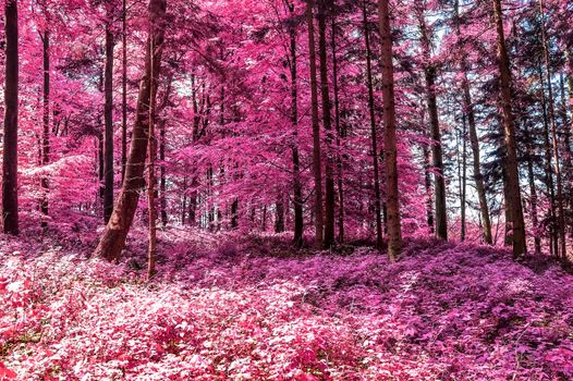 Beautiful pink and purple infrared panorama of a countryside landscape with a blue sky.