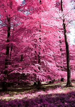 Beautiful pink and purple infrared panorama of a countryside landscape with a blue sky.