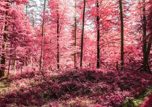 Beautiful pink and purple infrared panorama of a countryside landscape with a blue sky.