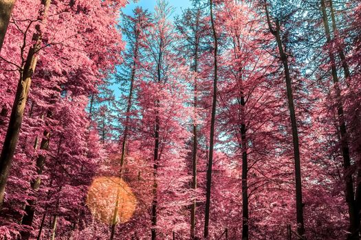 Beautiful pink and purple infrared panorama of a countryside landscape with a blue sky.