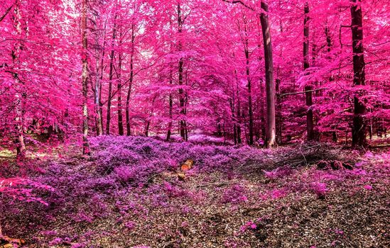 Beautiful pink and purple infrared panorama of a countryside landscape with a blue sky.