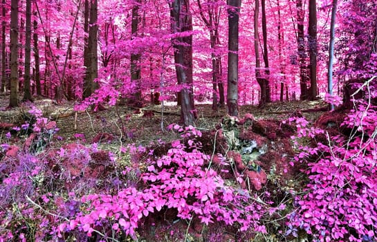 Beautiful pink and purple infrared panorama of a countryside landscape with a blue sky.