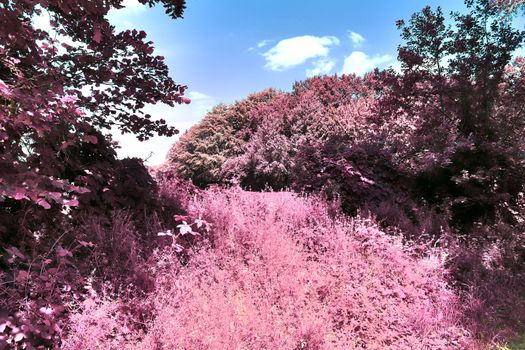 Beautiful pink and purple infrared panorama of a countryside landscape with a blue sky.