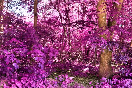 Beautiful pink and purple infrared panorama of a countryside landscape with a blue sky.