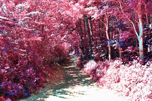 Beautiful pink and purple infrared panorama of a countryside landscape with a blue sky.