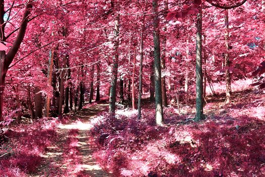 Beautiful pink and purple infrared panorama of a countryside landscape with a blue sky.