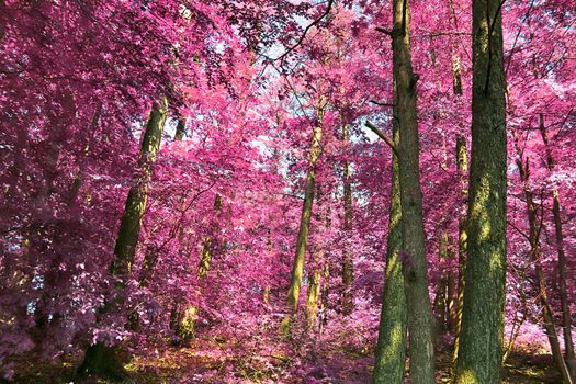 Beautiful pink and purple infrared panorama of a countryside landscape with a blue sky.