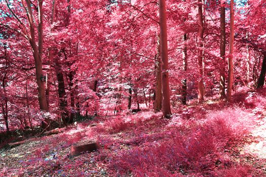 Beautiful pink and purple infrared panorama of a countryside landscape with a blue sky.