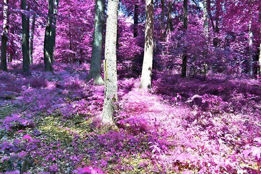 Beautiful pink and purple infrared panorama of a countryside landscape with a blue sky.