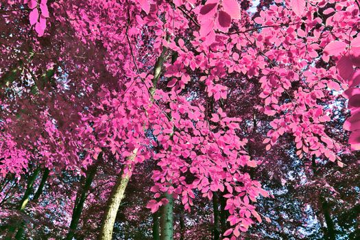 Beautiful pink and purple infrared panorama of a countryside landscape with a blue sky.