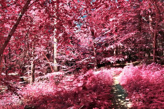 Beautiful pink and purple infrared panorama of a countryside landscape with a blue sky.