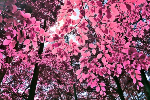 Beautiful pink and purple infrared panorama of a countryside landscape with a blue sky.