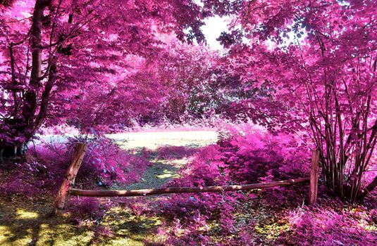 Beautiful pink and purple infrared panorama of a countryside landscape with a blue sky.