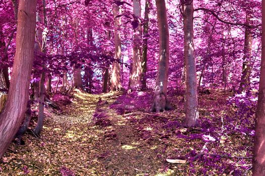 Beautiful pink and purple infrared panorama of a countryside landscape with a blue sky.