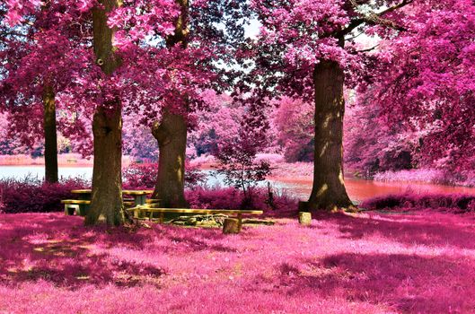 Beautiful pink and purple infrared panorama of a countryside landscape with a blue sky.