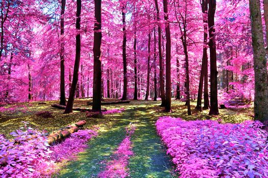 Beautiful pink and purple infrared panorama of a countryside landscape with a blue sky.