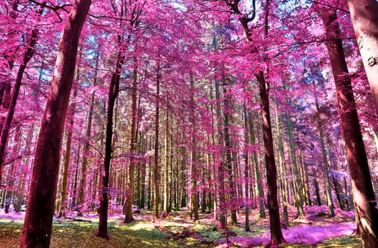 Beautiful pink and purple infrared panorama of a countryside landscape with a blue sky.