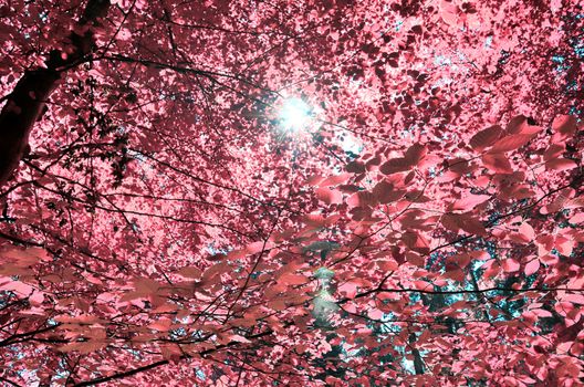 Beautiful pink and purple infrared panorama of a countryside landscape with a blue sky.