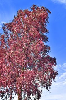 Beautiful pink and purple infrared panorama of a countryside landscape with a blue sky.