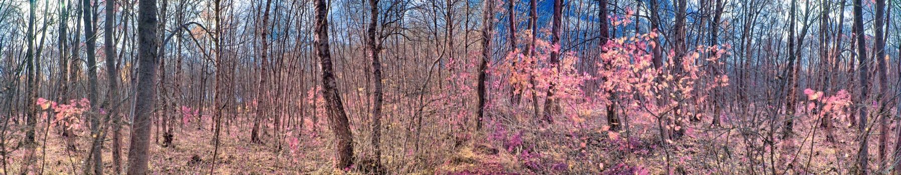 Beautiful pink and purple infrared panorama of a countryside landscape with a blue sky.