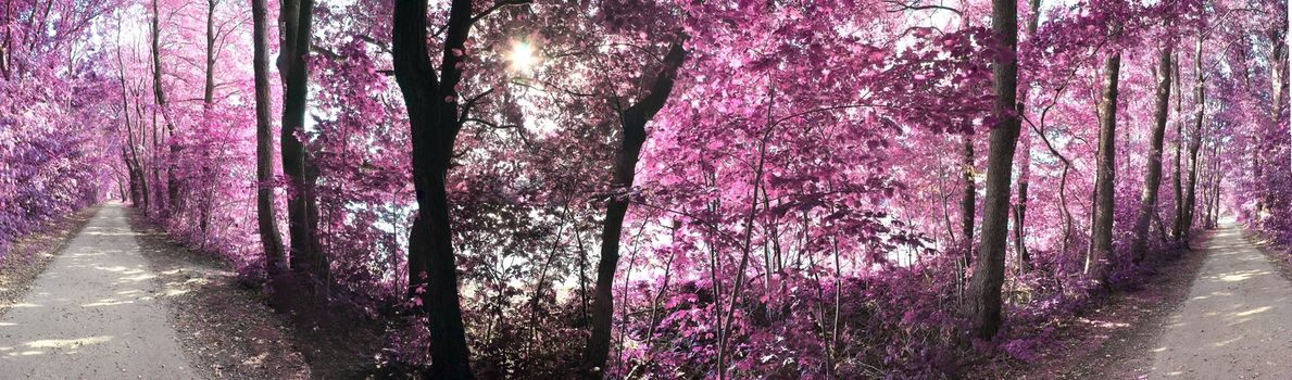 Beautiful pink and purple infrared panorama of a countryside landscape with a blue sky.