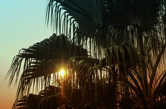 Silhouette of palm tree with sunset light in the garden Tropical leaves background