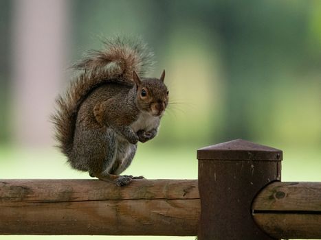 Free gray squirrel in a city park, small rodent