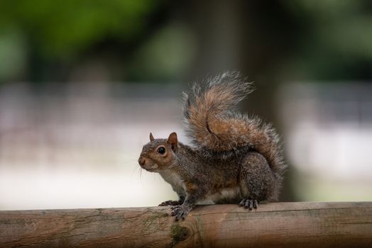 Free gray squirrel in a city park, small rodent