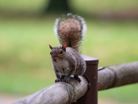 Free gray squirrel in a city park, small rodent