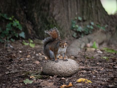 Free gray squirrel in a city park, small rodent