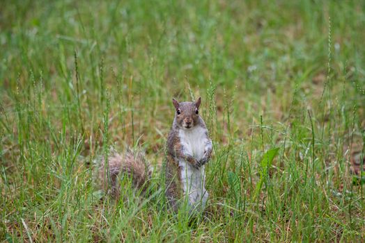 Free gray squirrel in an Italian forest, small rodent