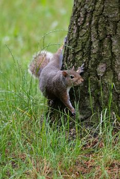 Gray squirrel at the foot of a tree in a wood