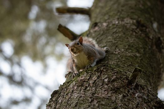 Gray squirrel clinging to a tree trunk in a park