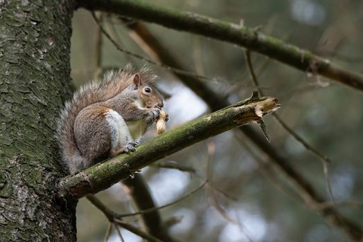 Gray squirrel eats a peanut perched on a tree branch in a park