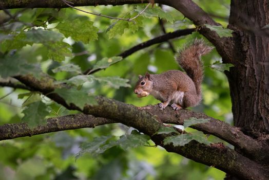 Gray squirrel eats a peanut perched on a tree branch in a park